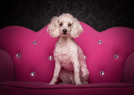 Daisy the Poodle